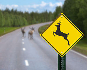Deer Season- Caution
